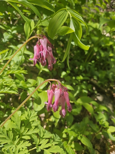 Image of Dicentra eximia by (c) Georgia Urso, some rights reserved (CC BY)