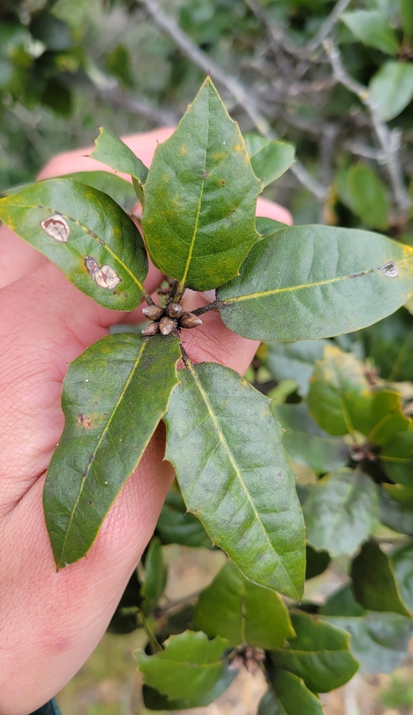 Quercus agrifolia × parvula