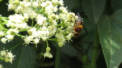 Eristalina