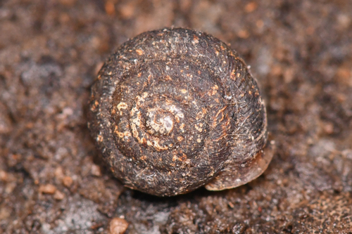 Trilobopsis loricata loricata