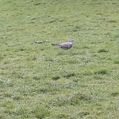 Columba palumbus