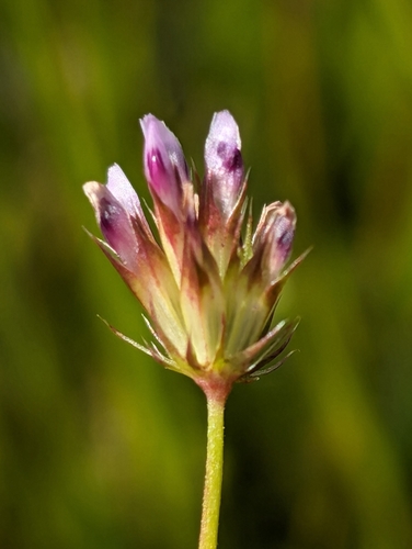 Image of Trifolium oliganthum by (c) Ken-ichi Ueda, some rights reserved (CC BY)