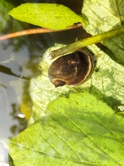 Ampullaceana balthica