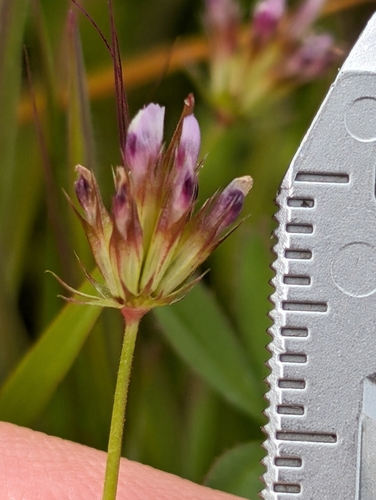 Image of Trifolium oliganthum by (c) Ken-ichi Ueda, some rights reserved (CC BY)