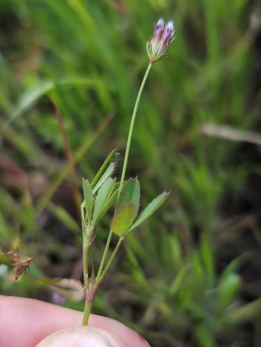Image of Trifolium oliganthum by (c) Ken-ichi Ueda, some rights reserved (CC BY)