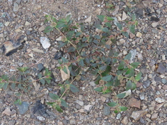 Euphorbia hirta image