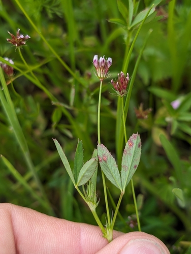 Image of Trifolium oliganthum by (c) Ken-ichi Ueda, some rights reserved (CC BY)