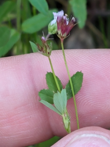 Image of Trifolium oliganthum by (c) Ken-ichi Ueda, some rights reserved (CC BY)