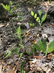 Wisteria frutescens