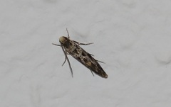 Nemapogon granella