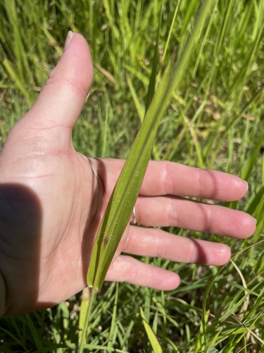 Urochloa eminii