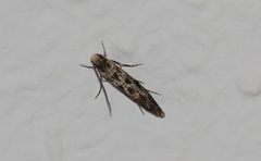 Nemapogon granella