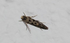 Nemapogon granella