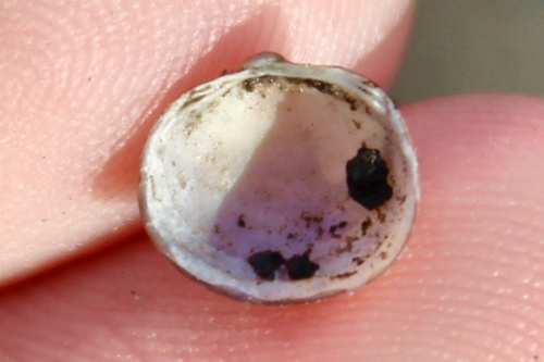 Swamp Fingernailclam