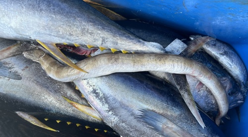 Keoghfish (Ophichthus rex) — Ophichthidae