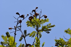 Lonchocarpus rugosus