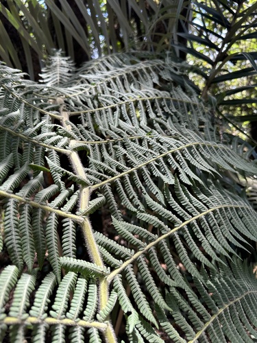 Cyathea lockwoodiana