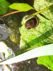Ampullaceana balthica