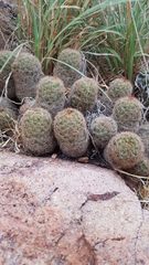 Escobaria chihuahuensis