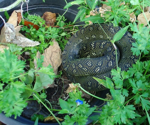 Diamond Python sighting