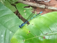 Argia oculata image