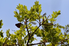 Lonchocarpus rugosus