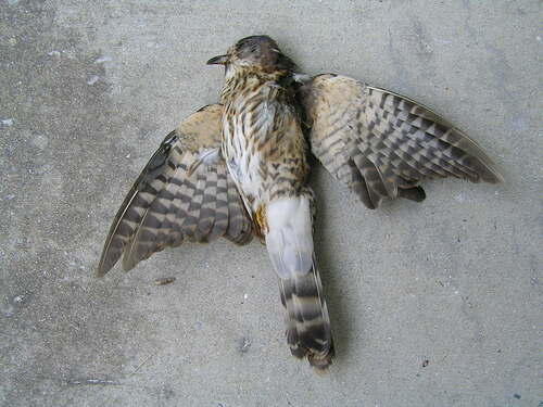 Hodgson's Hawk-Cuckoo (Hierococcyx nisicolor), photo 8