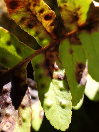 Image of Polypodium amorphum by (c) elik03, some rights reserved (CC BY)