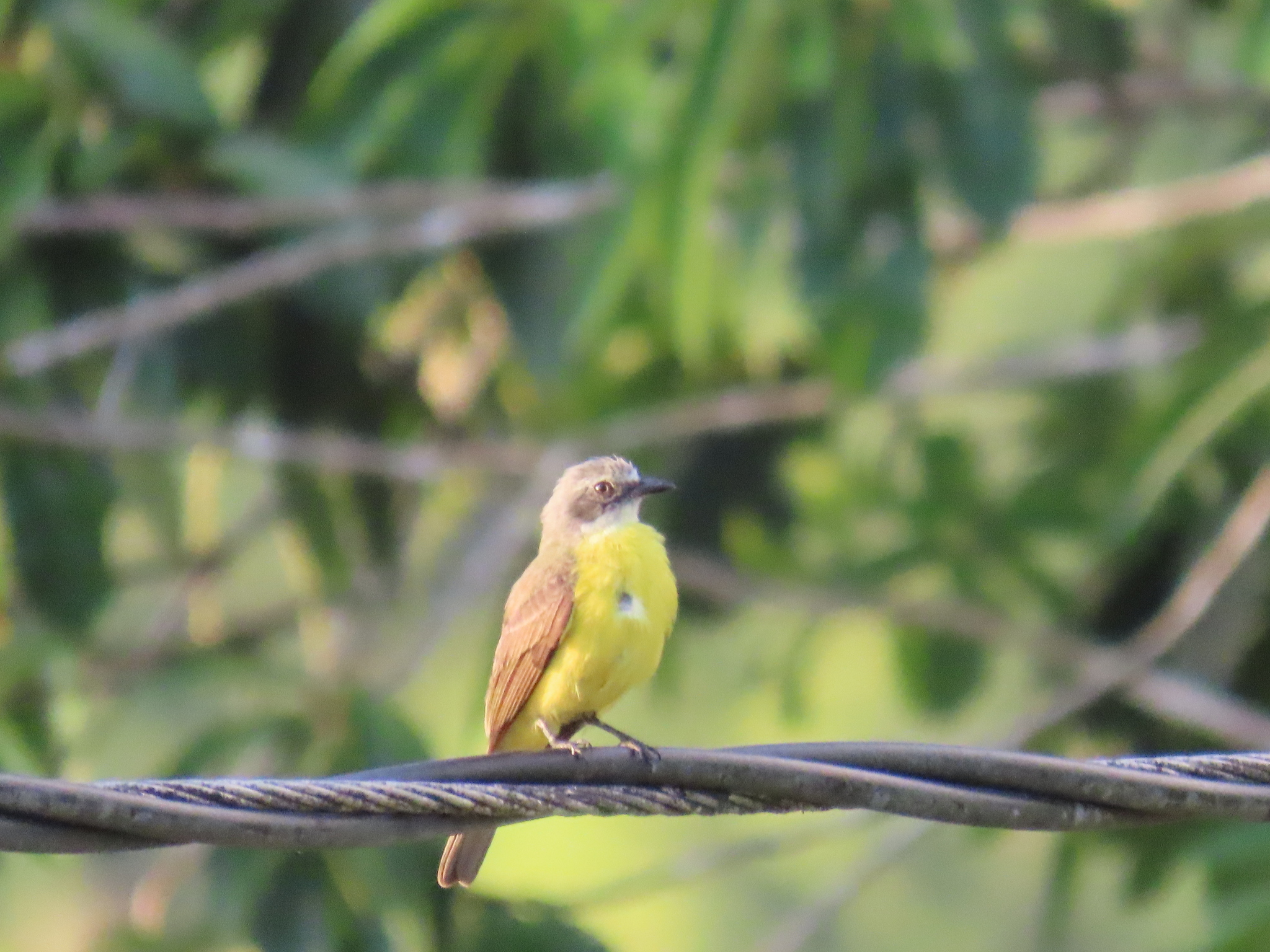 Grey-capped Flycatcher illustration