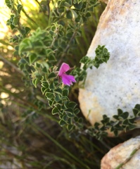 Indigofera candolleana