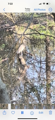 Great Blue Heron photographed in Kentucky