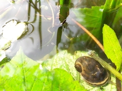 Ampullaceana balthica