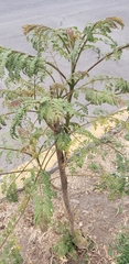 Jacarandeae