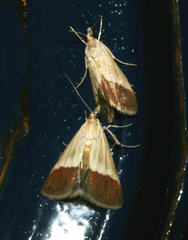 Tegostoma bipartalis