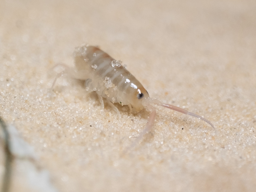 common Gulf sandhopper
