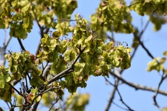 Fish Poison Tree (Piscidia)
