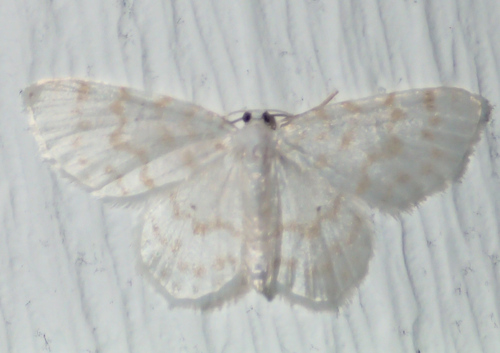 Fragile White Carpet photo 5
