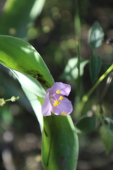 Tradescantia brevifolia
