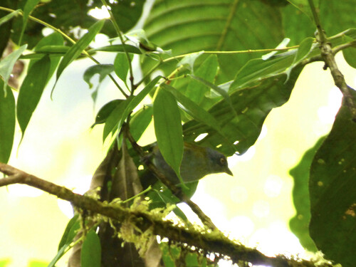 Dusky Chlorospingus (Chlorospingus semifuscus), photo 7