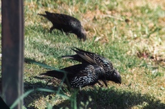 Sturnus vulgaris