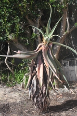 Aloe comosa