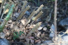 Plantago patagonica