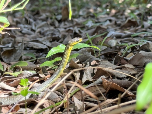 Common Tree Snake sighting