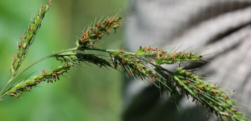 aleman grass (Echinochloa polystachya)