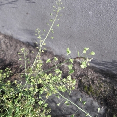 Capsella bursa-pastoris