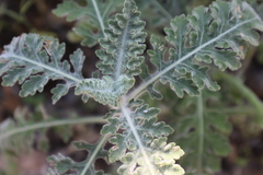 Parthenium confertum