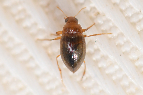 Apteraliplus parvulus