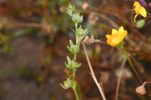 bearded popcornflower (Plagiobothrys hystriculus)