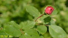 Rosa multiflora