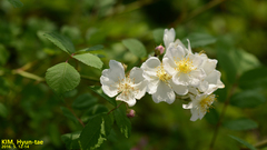 Rosa multiflora